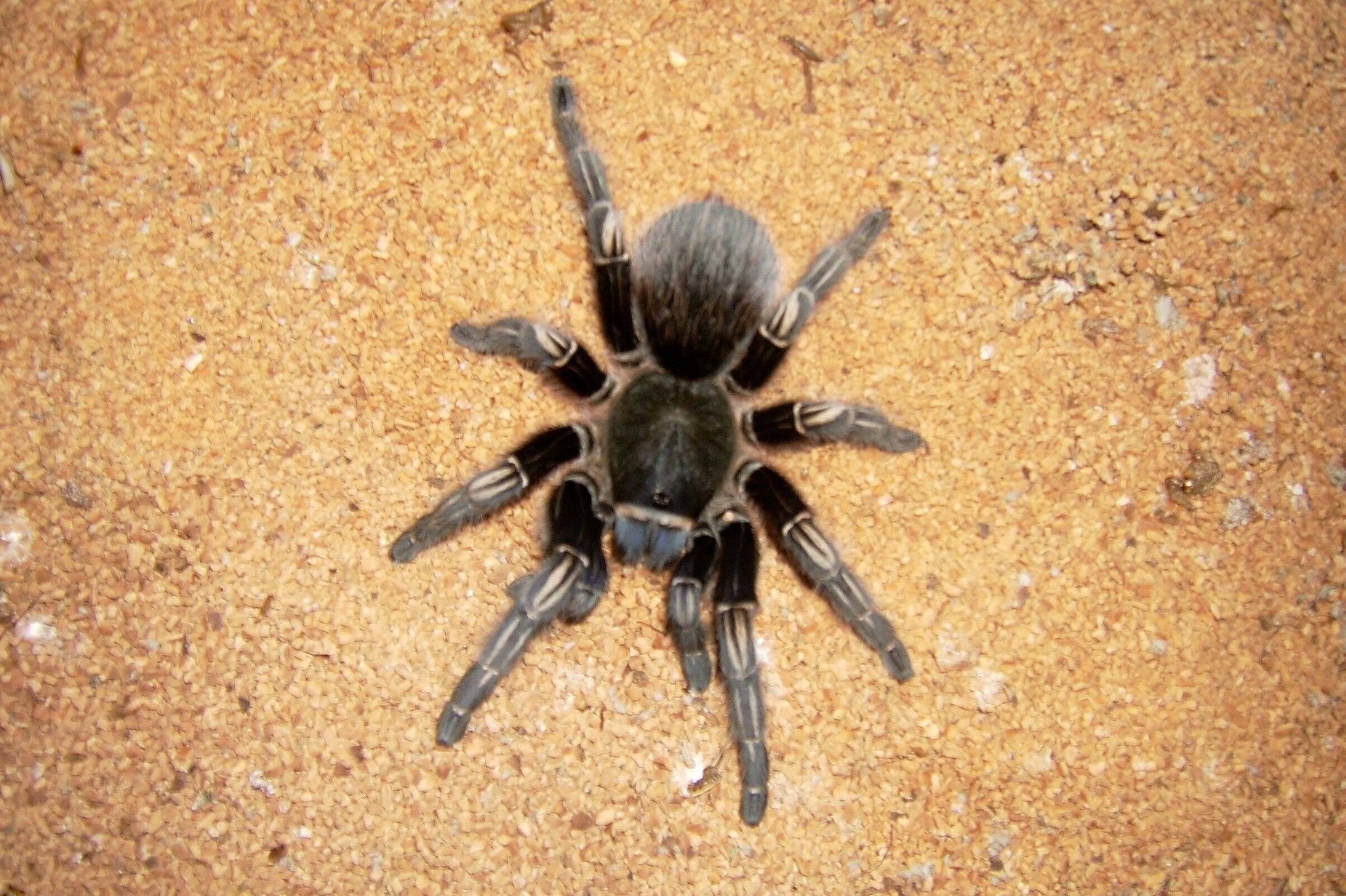 BLACK WIDOWS